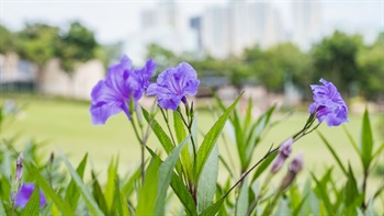 翠芦莉/兰花草